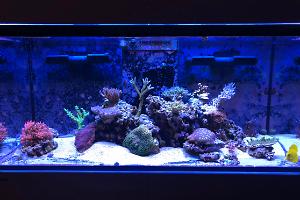 Reefer 350 Thumbnail