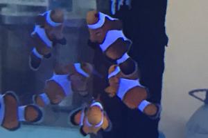 Ocellaris Clownfish Thumbnail
