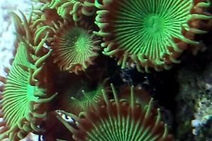 Green Lantern zoa Thumbnail