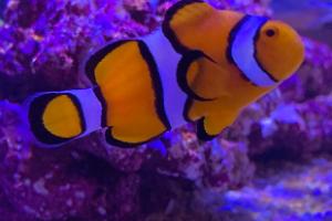 Clown fish Thumbnail