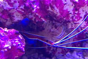 Cleaner Shrimp Thumbnail