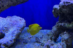 Yellow tang Thumbnail