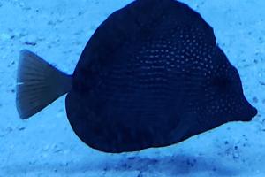 Gem Tang