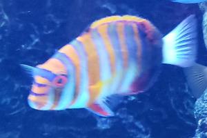 Harlequin Tuakfish