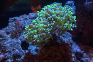 Frogspawn Thumbnail