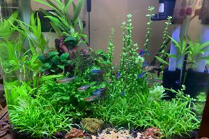 Planted Nano on December 7, 2019