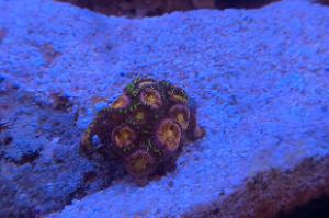 Zoa Nirvana Thumbnail