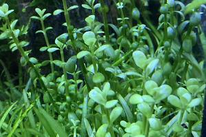 Brahmi