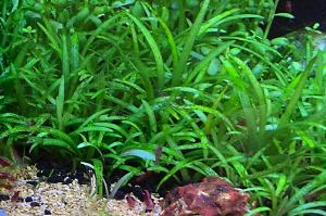 Dwarf Sag