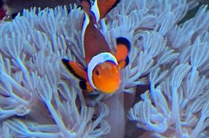 Marlin Thumbnail