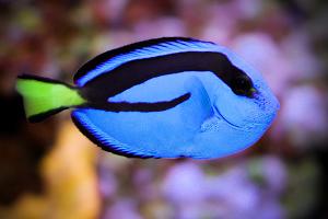 Blue Tang Thumbnail