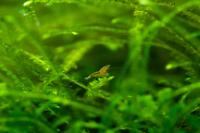 Brand new baby Blue Rili shrimp