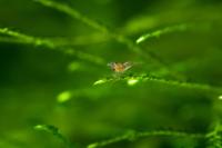 Brand new baby Blue Rili shrimp