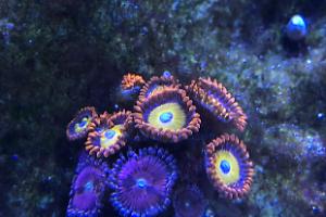 Blue Eyed Blonde Bitch Zoanthid Thumbnail