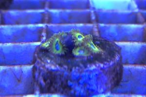 Pikachu Zoanthid Thumbnail