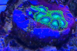 Green lantern zoanthus Thumbnail