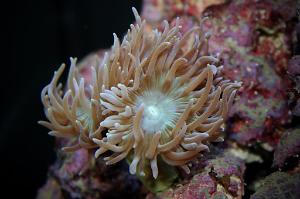 Duncan Polyp Thumbnail