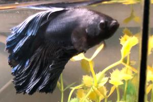 Betta Thumbnail