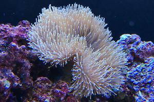 Toadstool Mushroom Leather Coral Thumbnail