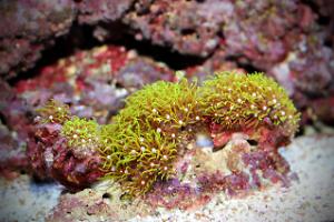 Green Star Polyp Thumbnail