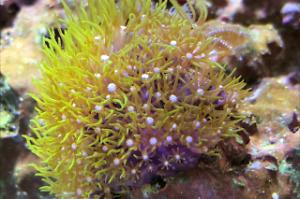 Green Star Polyp Thumbnail
