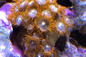 Fire and Ice Zoa Thumbnail