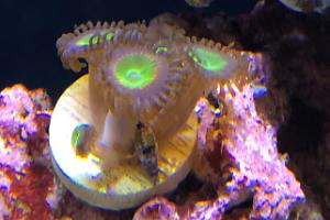 Candy Apple Paly Zoas Thumbnail