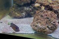 Two Spot Bristletooth Tang Thumbnail