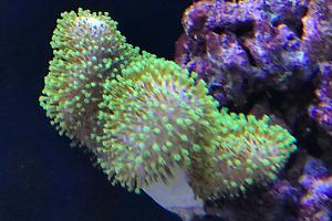 Toadstool Mushroom Leather Coral Thumbnail