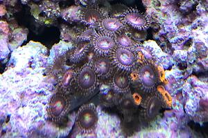 Zoanthid Thumbnail