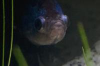 Male Buterfly Betta