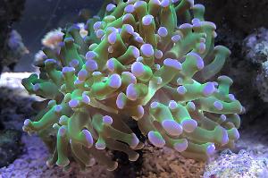 Octo-Frogspawn Thumbnail