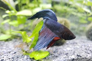 betta Thumbnail
