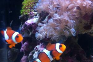 Clownfish Thumbnail