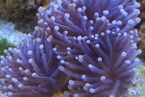 Torch lemon pink Coral Thumbnail