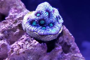 Moon Stone Favia Thumbnail