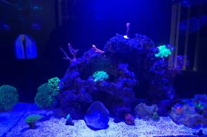 Aquarium 1 Thumbnail
