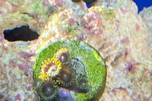 Zoanthids Thumbnail