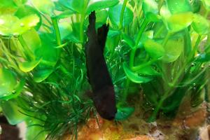 Betta Thumbnail