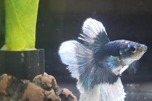 Betta Thumbnail