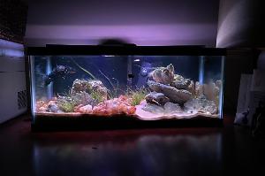 Tanganyikan Thumbnail