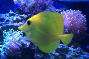 Yellow Tang Thumbnail