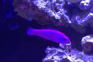 Pink Pseudochromis Thumbnail