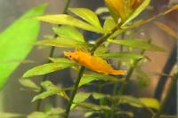 Neocaridina blue dream Thumbnail