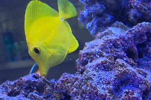 Yellow Tang Thumbnail