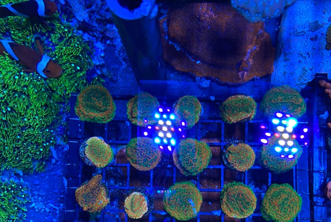 Treasure Frags on Jan 30, 2020