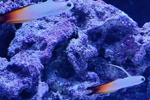 Fire fish Thumbnail