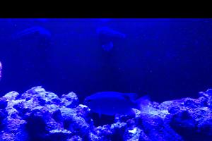 Blue Thumbnail