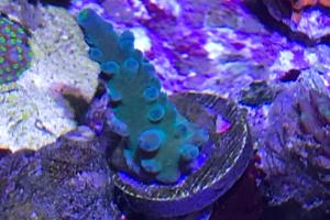 WWC yellow tip Thumbnail