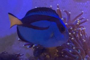 Blue Tang Thumbnail